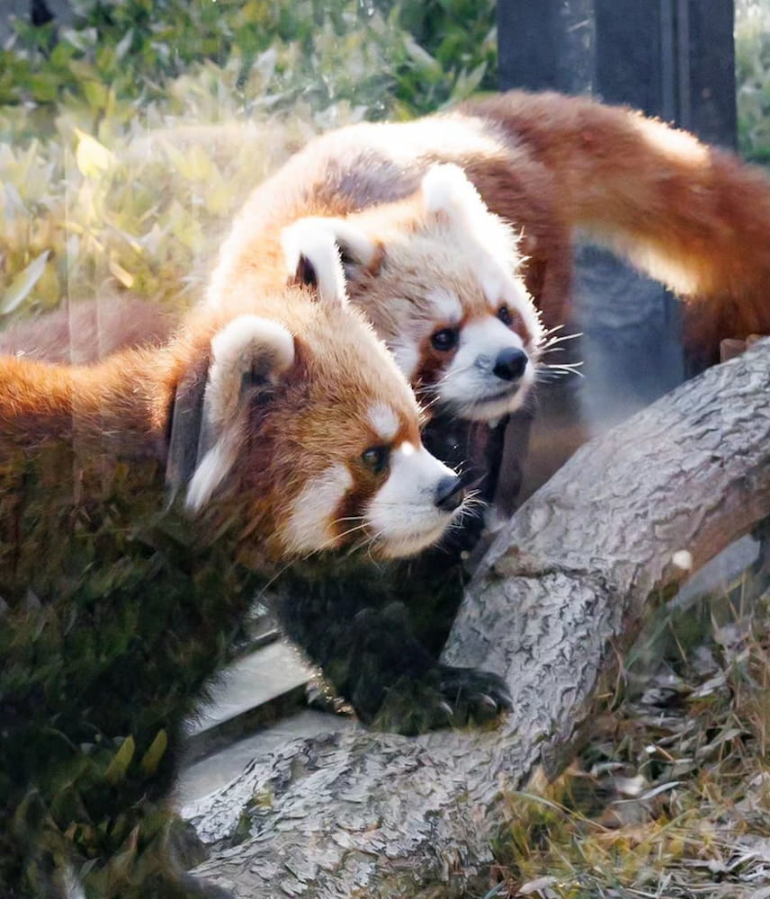 Zoo d’Ueno