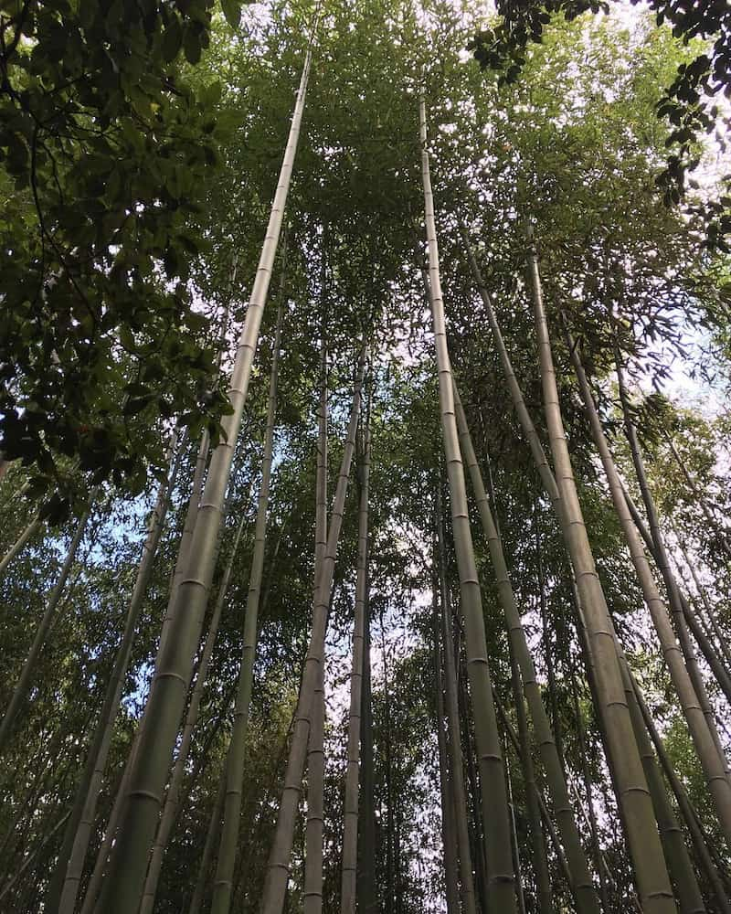 Forêt de bambous