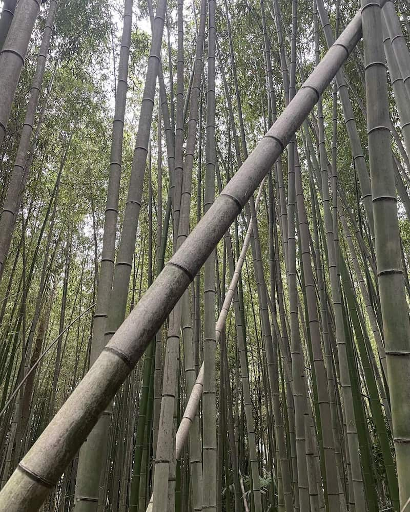 Forêt de bambous