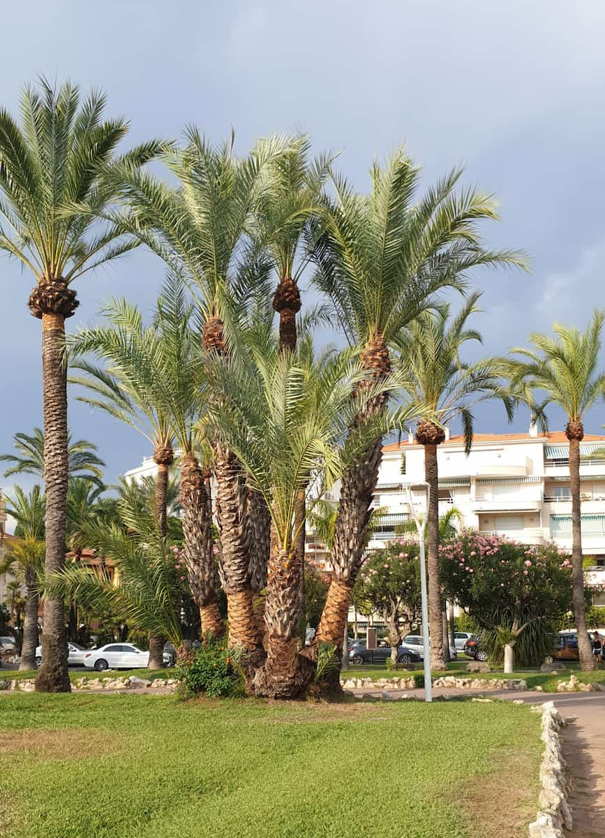 Plage de la Croisette