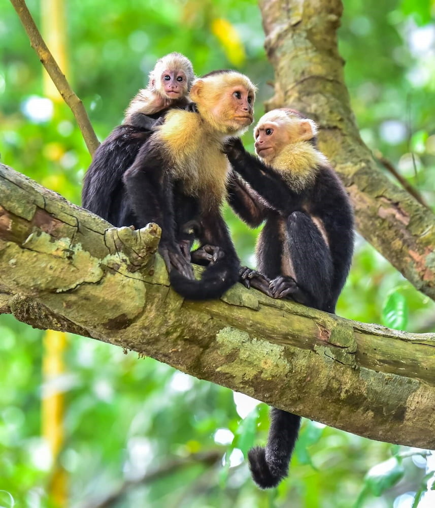 Kids Saving the Rainforest Wildlife Rescue Center