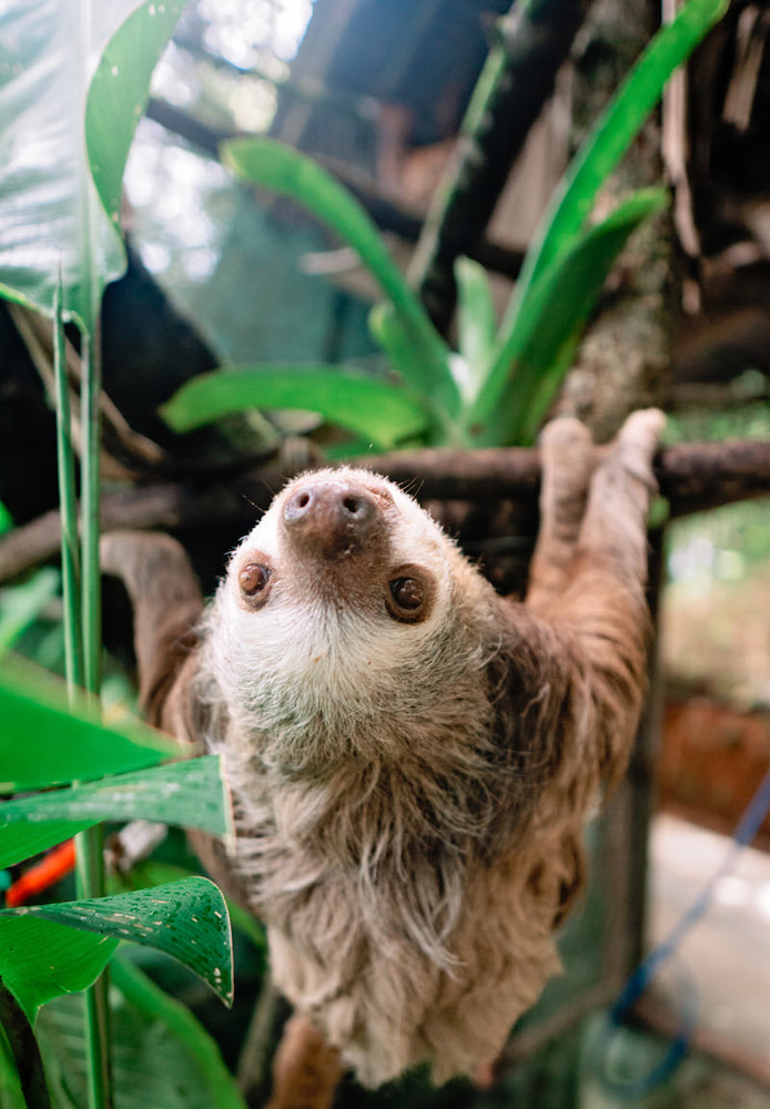 Kids Saving the Rainforest Wildlife Rescue Center