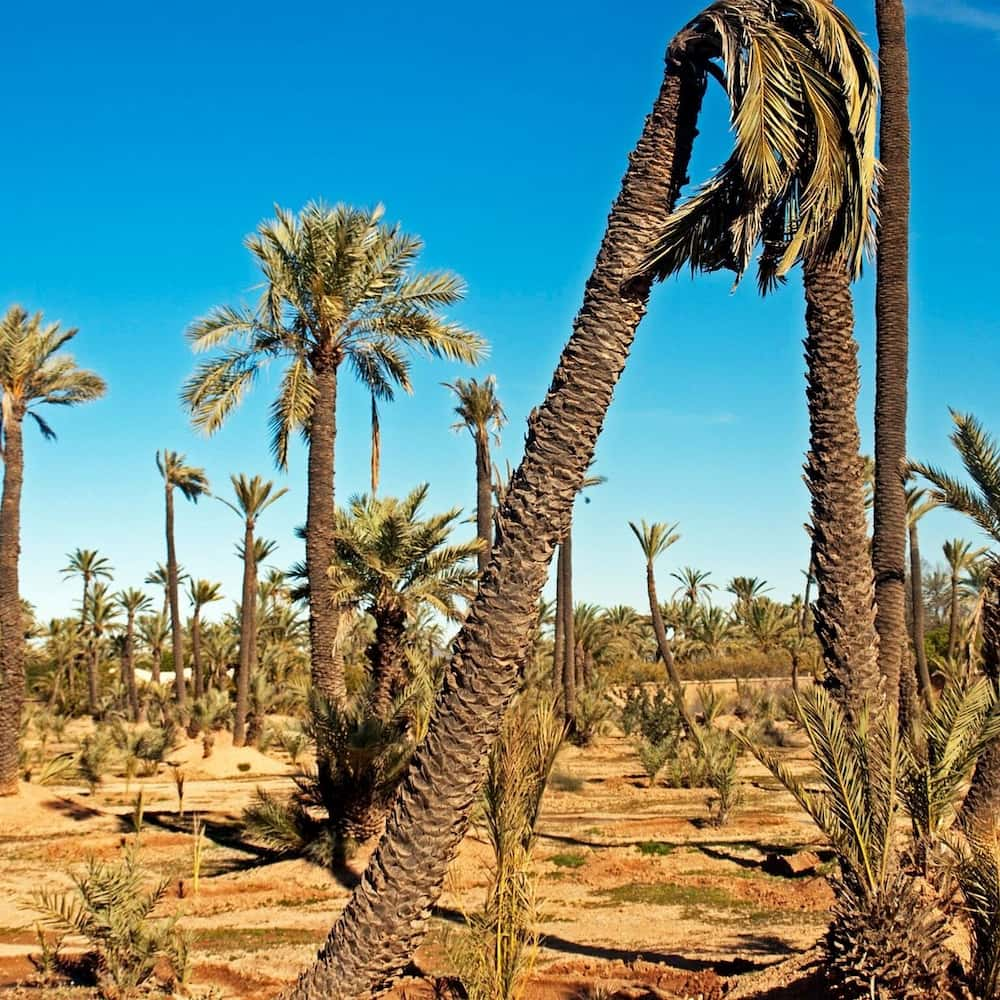 Palmeraie, Marrakech