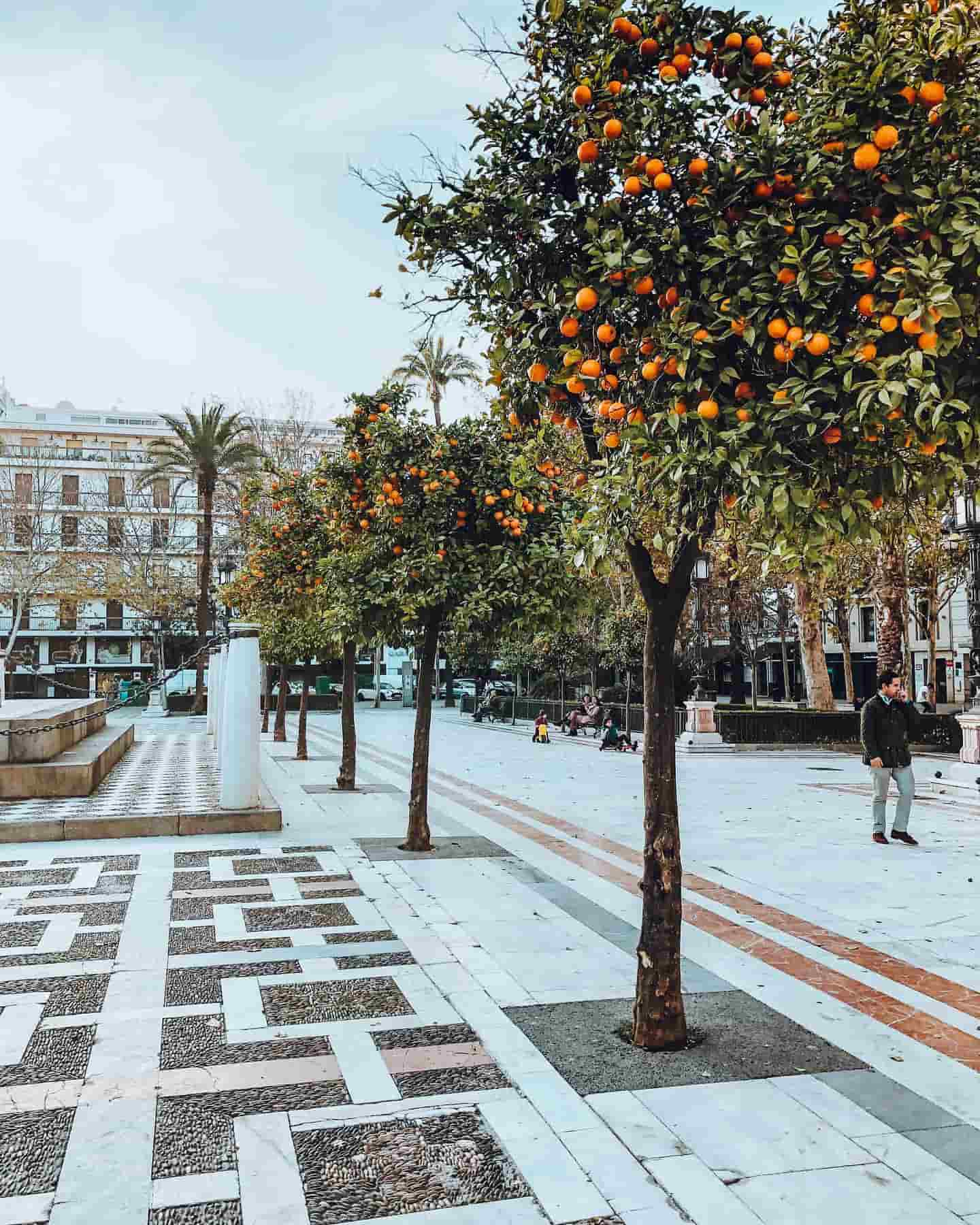 Streets lined with orange trees, Seville, Spain