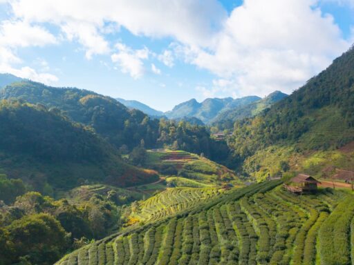 Cameron Highlands