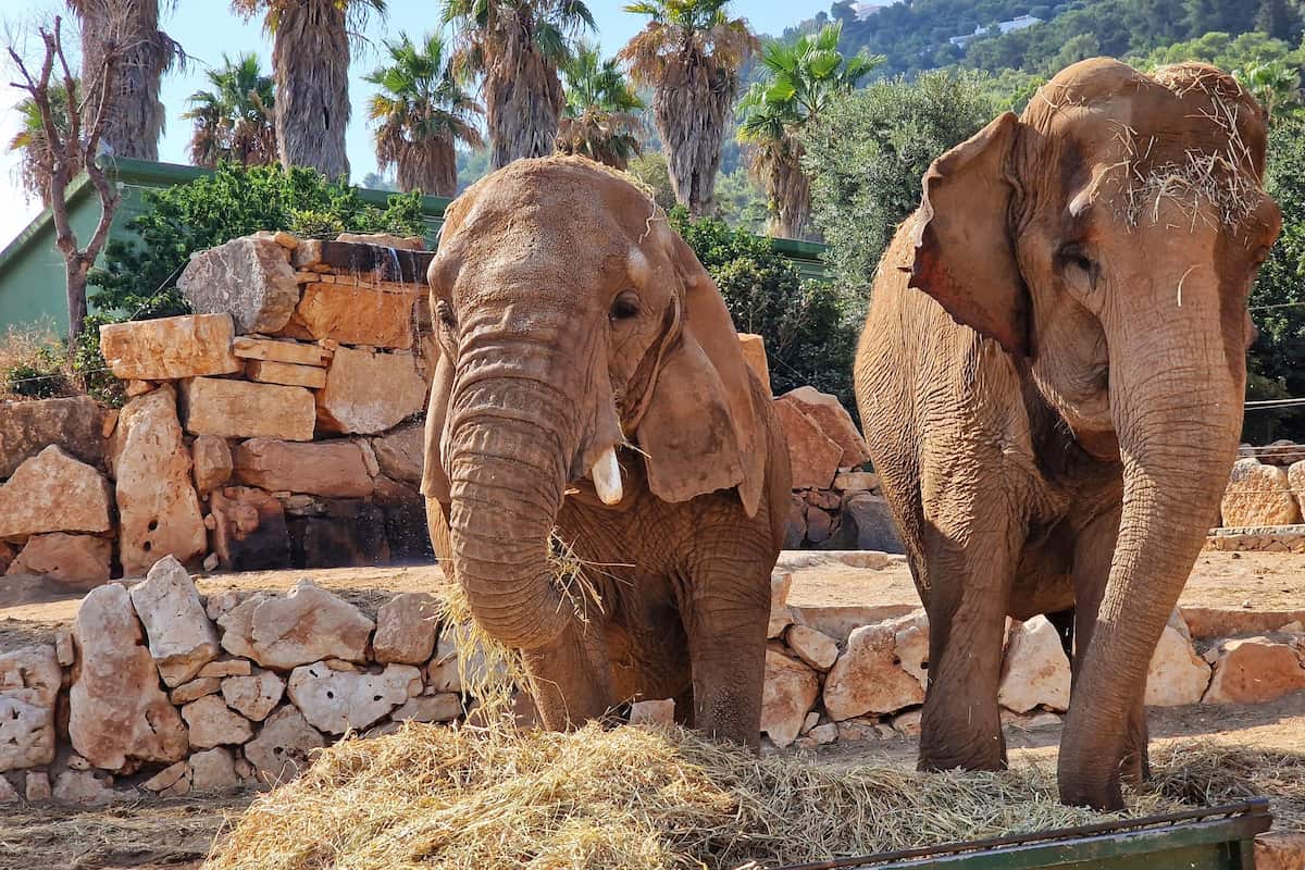 Le Zoosafari Fasanolandia, Alberobello
