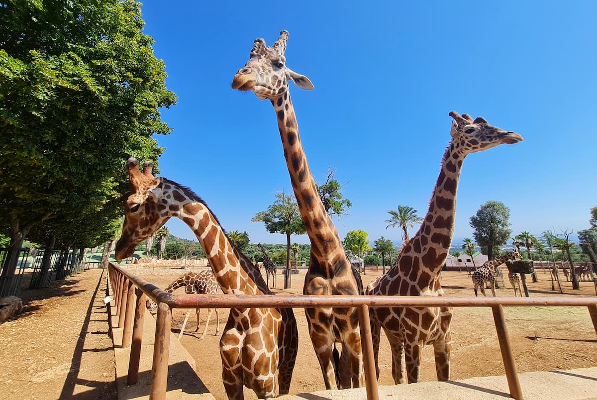Le Zoosafari Fasanolandia, Alberobello