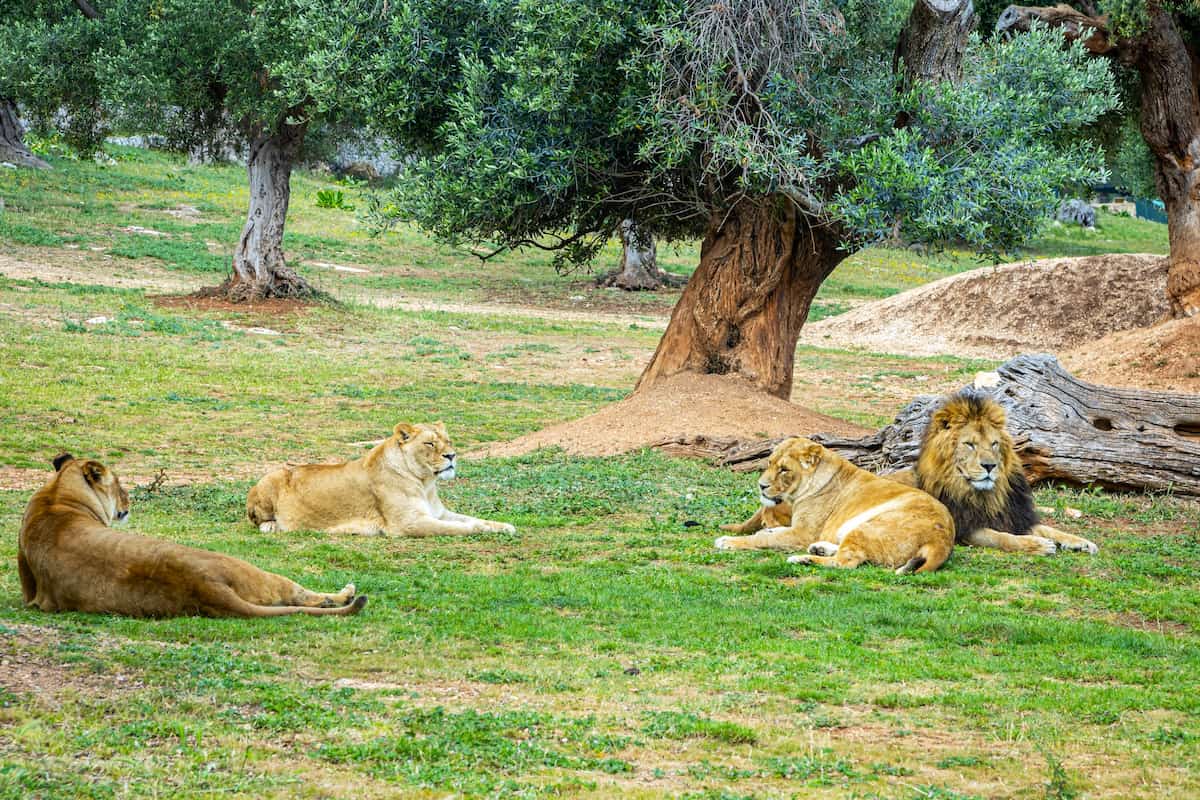 Le Zoosafari Fasanolandia, Alberobello
